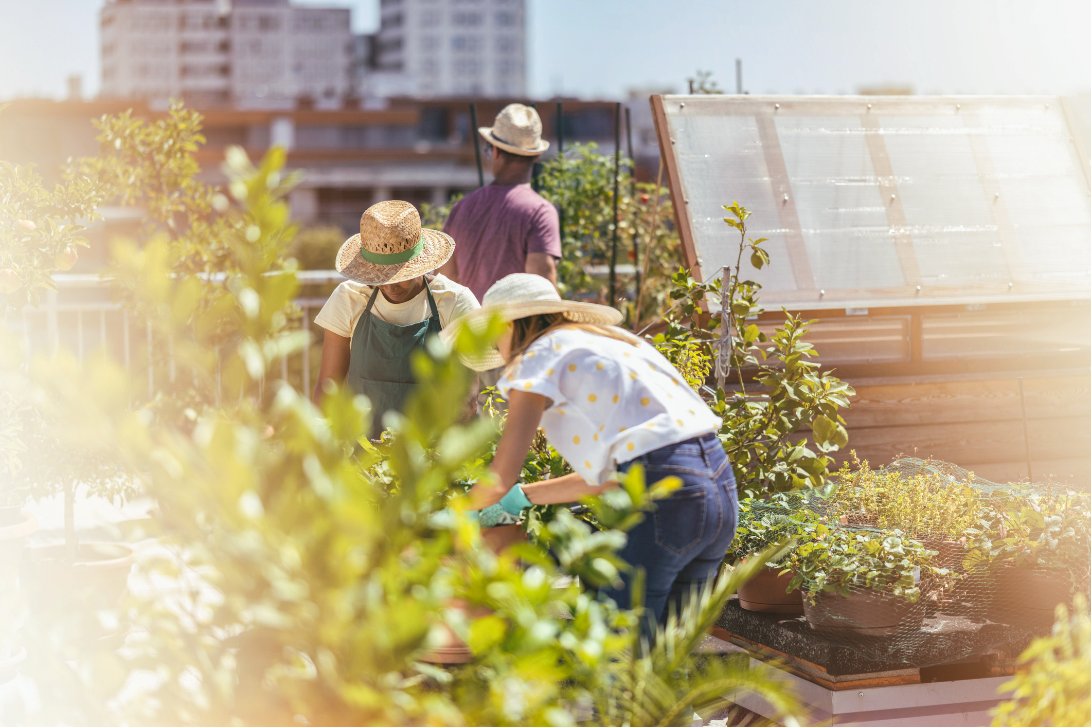 Female friends doing gardening on the rooftop terrace